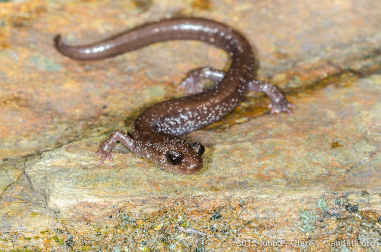 Image of Siskiyou Mountains salamander