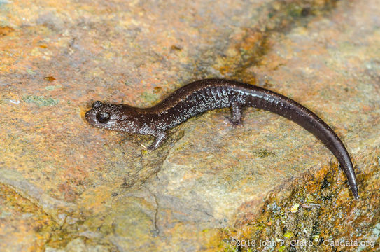 Image of Siskiyou Mountains salamander