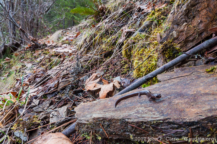 Image of Siskiyou Mountains salamander