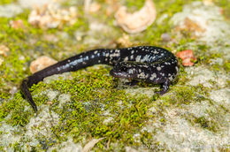 Image of Western Slimy Salamander