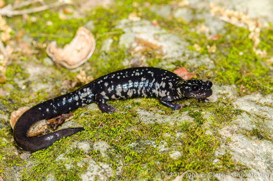 Image of Western Slimy Salamander