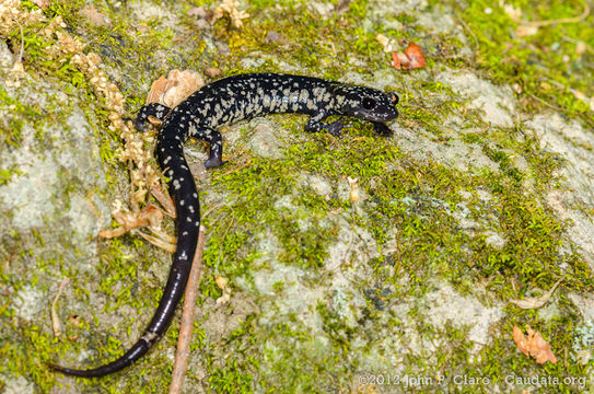 Image of Western Slimy Salamander