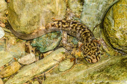 Image of Coastal Giant Salamander