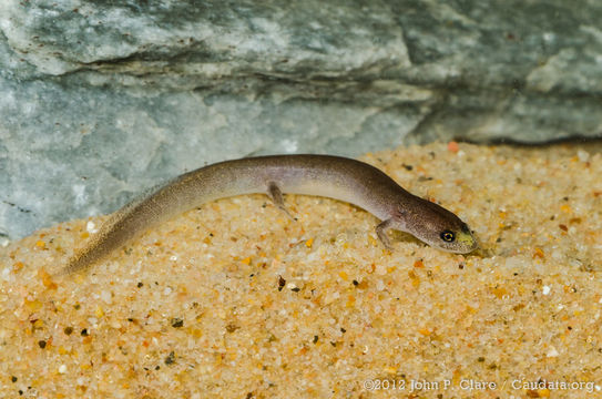 Image of Patch-nosed Salamander