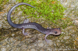 Image of Plethodon metcalfi Brimley 1912