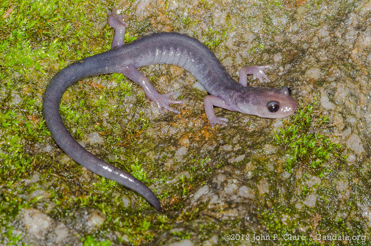 Image of Plethodon metcalfi Brimley 1912