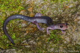 Image of Plethodon metcalfi Brimley 1912