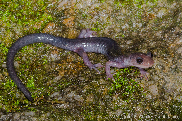 Image of Plethodon metcalfi Brimley 1912