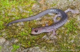 Image of Plethodon metcalfi Brimley 1912