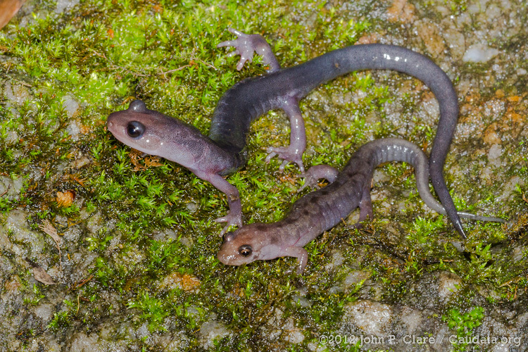 Image of Plethodon metcalfi Brimley 1912