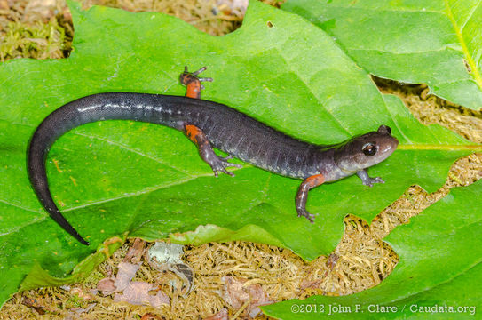 Image of Cheoah Bald Salamander