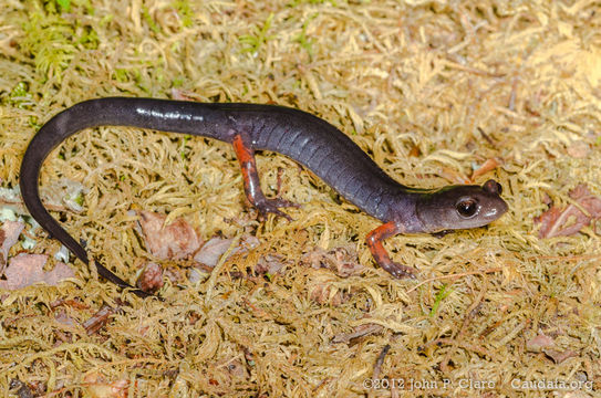 Sivun Plethodon cheoah Highton & Peabody 2000 kuva