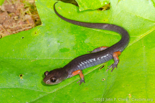 Image of Cheoah Bald Salamander