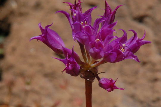 Image de Allium acuminatum Hook.