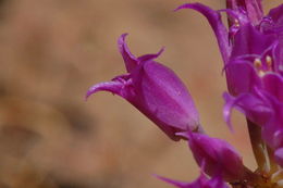 Sivun Allium acuminatum Hook. kuva