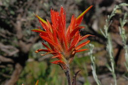 Image of giant red Indian paintbrush