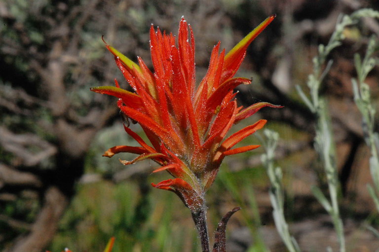 Image of giant red Indian paintbrush