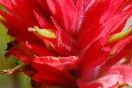 Image of giant red Indian paintbrush