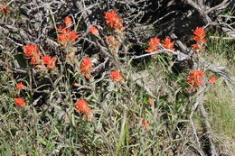 Image of Peck's Indian paintbrush