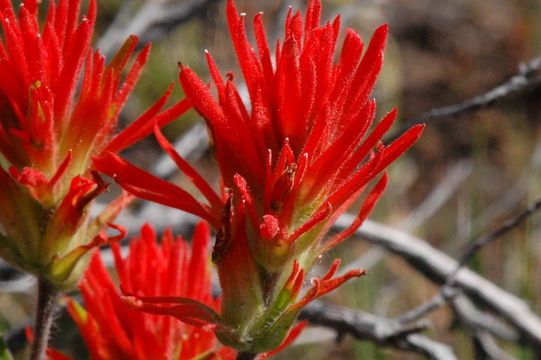 Image of Peck's Indian paintbrush