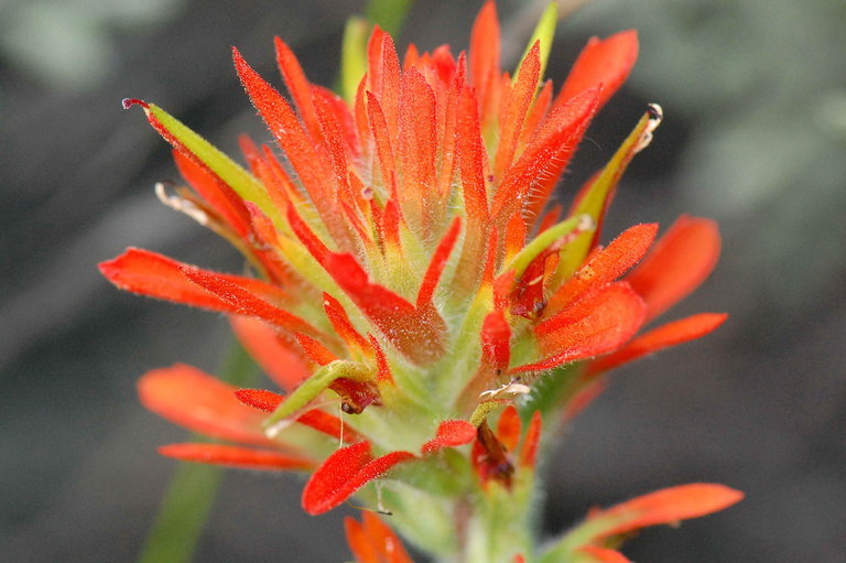 Image of Peck's Indian paintbrush