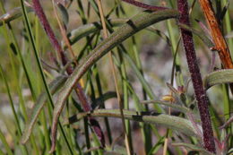 Image of Peck's Indian paintbrush