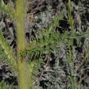 Image of <i>Cirsium subniveum</i>