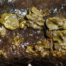 Image of Brook lichen