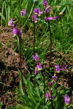 Image of alpine shootingstar