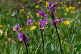 Image of alpine shootingstar