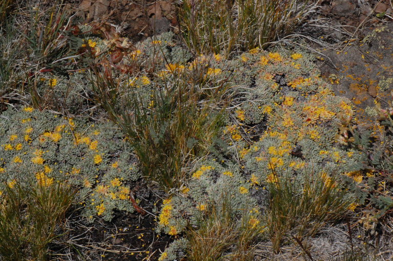 Image of matted buckwheat