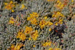 Image of matted buckwheat