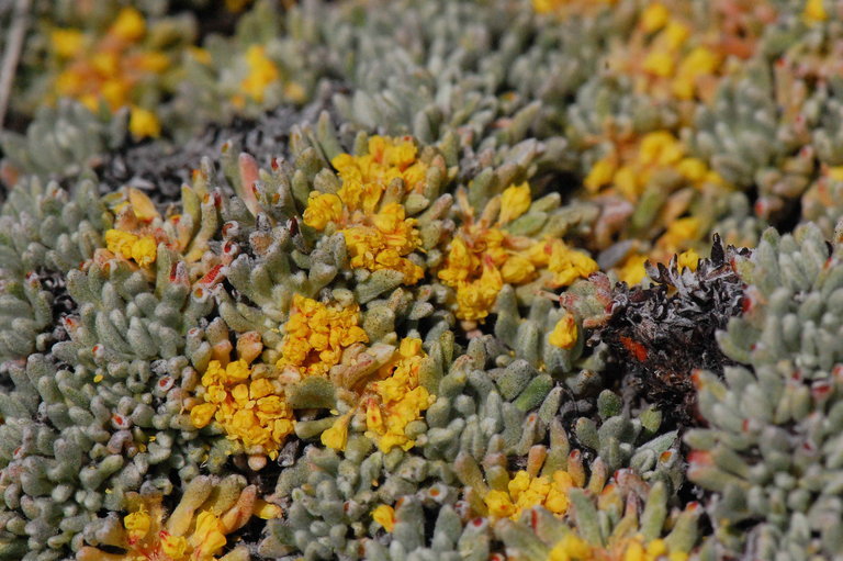 Image of matted buckwheat