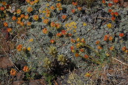 Image of matted buckwheat