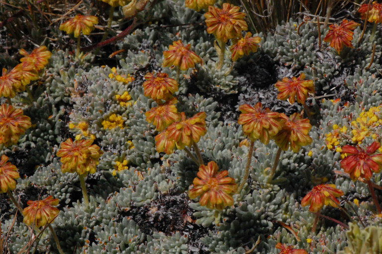 Image of matted buckwheat