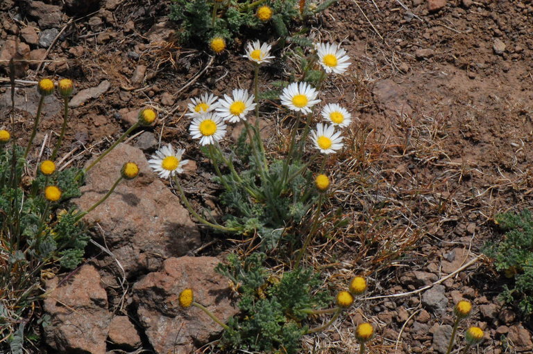 Image of cutleaf daisy