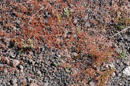 Image of spurry buckwheat