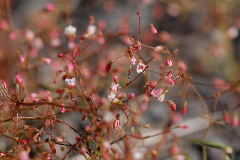 Image of spurry buckwheat