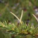 Слика од Coprosma ernodeoides A. Gray