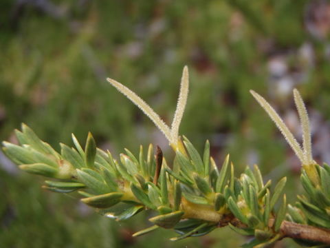 Слика од Coprosma ernodeoides A. Gray