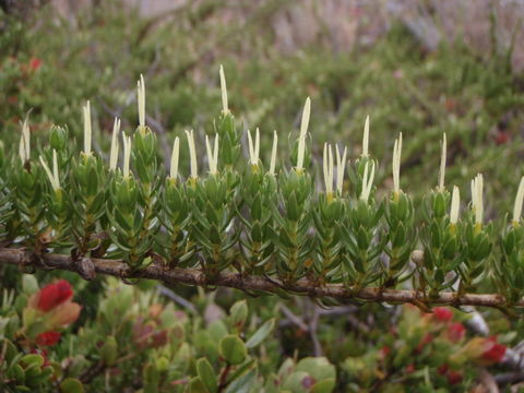 صورة Coprosma ernodeoides A. Gray