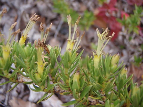 صورة Coprosma ernodeoides A. Gray