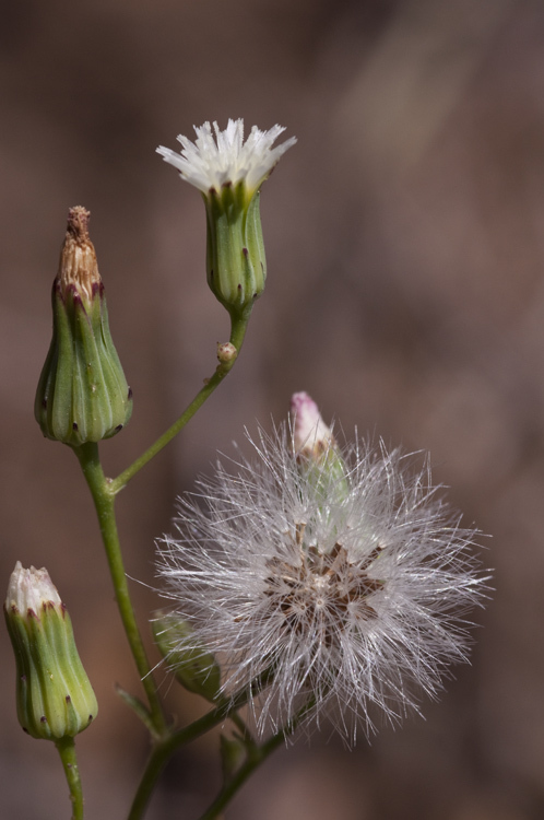 Image of Stebbins' desertdandelion