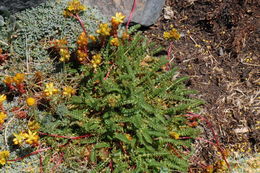 Image de Ivesia gordonii (Hook.) Torr. & Gray