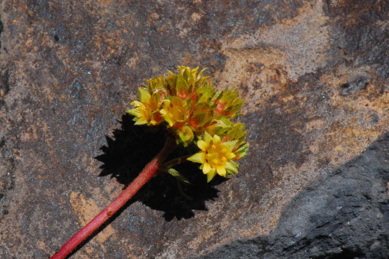 Image de Ivesia gordonii (Hook.) Torr. & Gray