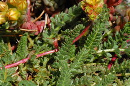 Image de Ivesia gordonii (Hook.) Torr. & Gray