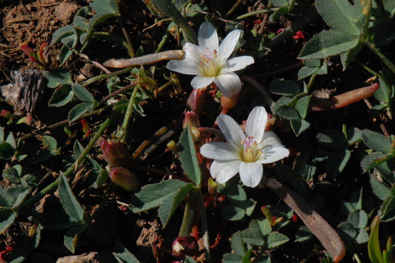 Image de Lewisia pygmaea (Gray) B. L. Rob.