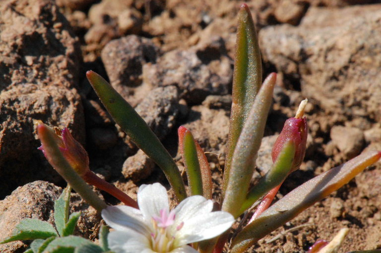 Image de Lewisia pygmaea (Gray) B. L. Rob.