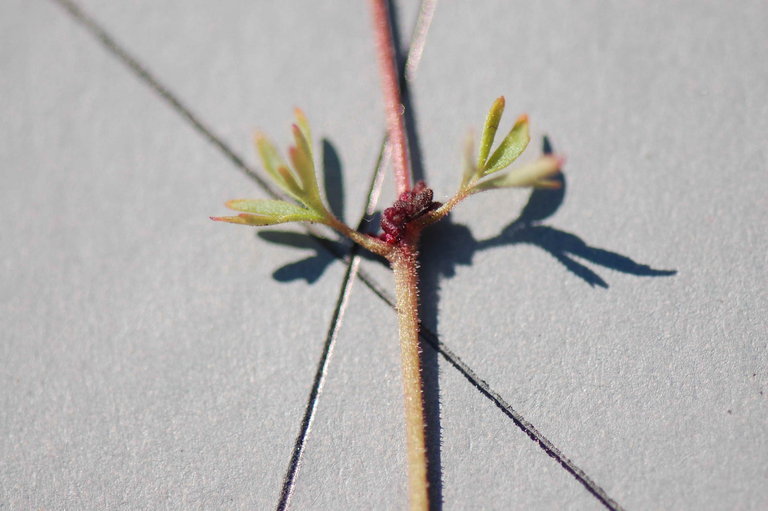 Image of bulbous woodland-star