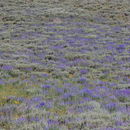 Lupinus argenteus var. utahensis (S. Watson) Barneby的圖片